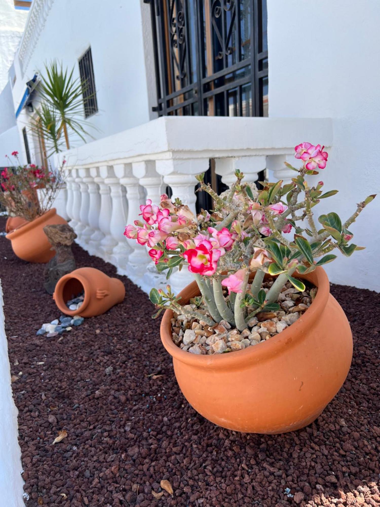 Vlasta Port Royal Cristianos Apartment *